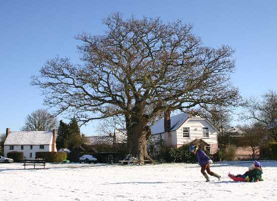 ../Images/01 img_3059 oak tree.jpg